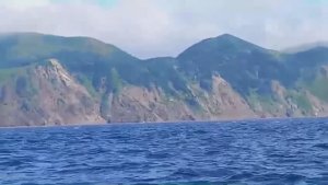 Дельфины в Анивском заливе