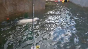 Медвежата выспались, покушали и можно поплавать 08.10.2025