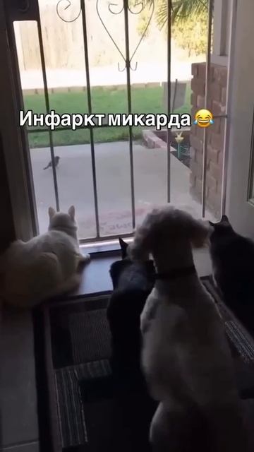 Кото инфаркт 🙀