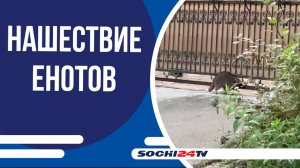 Видео с енотами завирусилось в городских пабликах Сочи