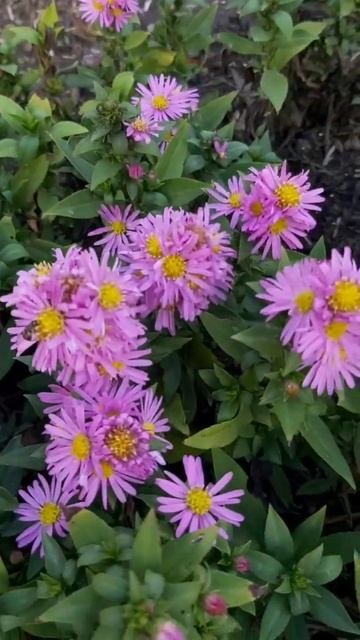 ДНР. Харцызск. 14.10.2025. Цветы у дома. Астры