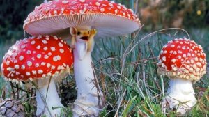 ## Мухоморы ОЖИЛИ?! 🍄✨ Волшебство и Реальность! (Что будет, если...)
