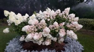Гортензии в саду  23 августа 2025