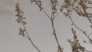 Воспоминания уроженцев Куликова поля. Мария Кириллова