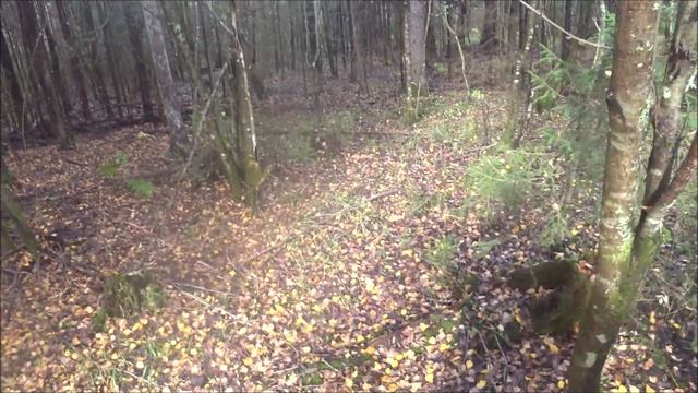 Охота на зайца с гончими. Восьмой. Выезд 13.10.2025г. смотреть онлайн