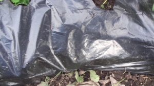 ПОСАДКА КЛУБНИКИ УСАМИ В ПОДГОТОВЛЕННУЮ ГРЯДКУ УКРЫТОЮ ЧЁРНОЙ ПЛЁНКОЙ