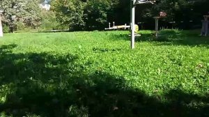 картун кэт 11 серия картун мышь