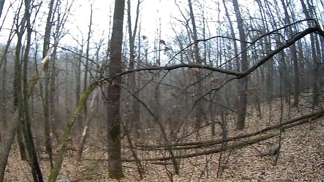 Охота с эстонскими гончими. смотреть онлайн