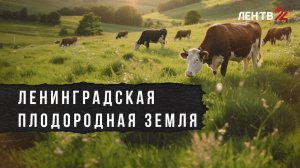 Более 20 наград от Минсельхоза России у 47-го региона. Об успехах ленинградского АПК и технологиях