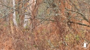 Кадры гона оленей в Хоперском заповеднике. Осень 2