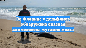 Во Флориде у дельфинов обнаружена опасная для человека мутация мозга