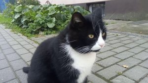 Гладильный кот Юлий.