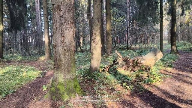 Прогулка #31 🌳🌲🍂🍁🌳🌲 11.10.2025 #лес смотреть онлайн