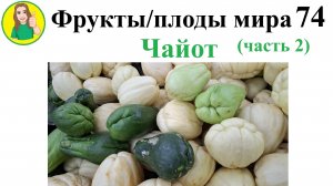 Фрукты - плоды мира 76 – Чайот Часть 2 Сыроедение Фрукторианство