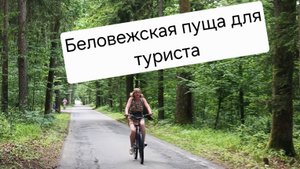 Беловежская пуща для туриста
