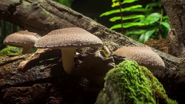 Как растут грибы.Шитаке смотреть онлайн