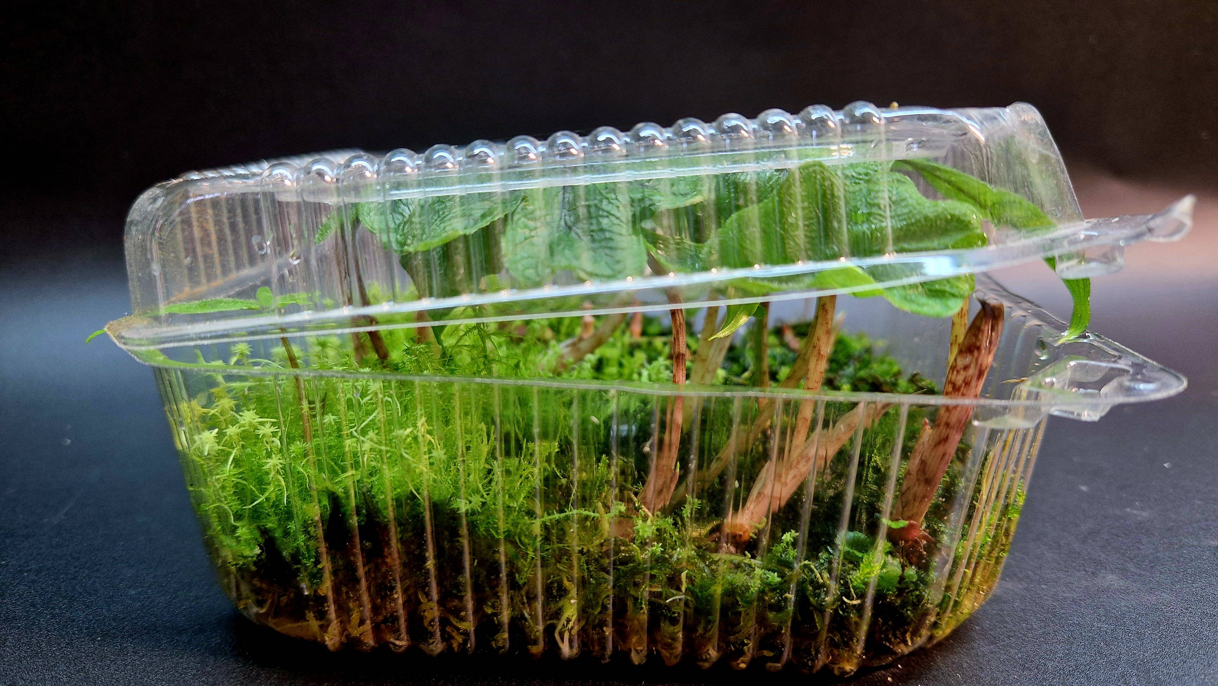 Как вырастить алоказию из клубня Как проращивать клубни алоказий На примере клубней алоказии Жаклин