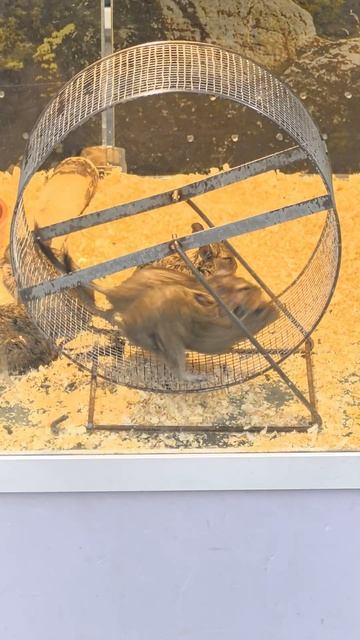 Две белки-дегу устроили марафон в колесе 🏃 смотреть онлайн