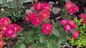 Роза Сантенер де Л`ей-ле (Centenaire de L`Hay-les)