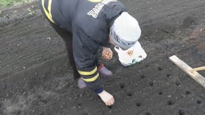 Посев горчицы,посадка чеснока,заготовка семян картофеля 2025г.