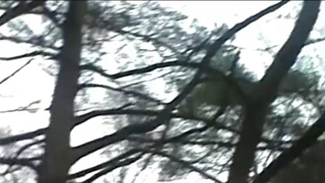 Белка на дереве смотреть онлайн