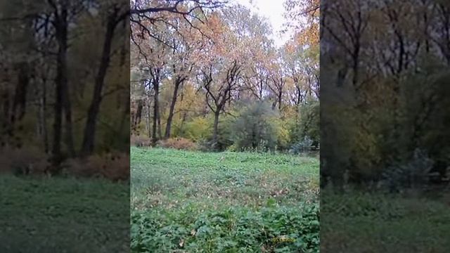 Главный ботанический сад имени Н. В. Цицина РАН 05.10.2025