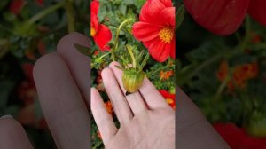цветы моего лета ! яркие неповторимые