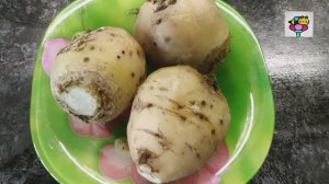 Необычная свекла белого цвета выращивание и дегустация