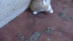 ПРИКОЛЬНЫЕ ВИДЕО ОНЛАЙН СМОТРЕТЬ / БЕСПЛАТНЫЕ ВИДЕО ПРИКОЛЫ / ПРИКОЛЫ БЕЗ РЕГИСТРАЦИИ СМОТРЕТЬ