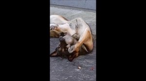 Собака. Том