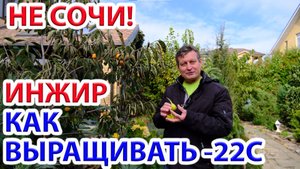 Инжир - как выращивать в Ростовской области, Краснодарском и Ставропольском крае и Астраханской обл