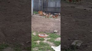 Животные.Сборник интересных моментов из жизни животных.Фильм4.Серия2.mp4