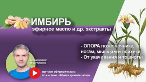 Имбирь - свойства эфирного масла и других экстрактов