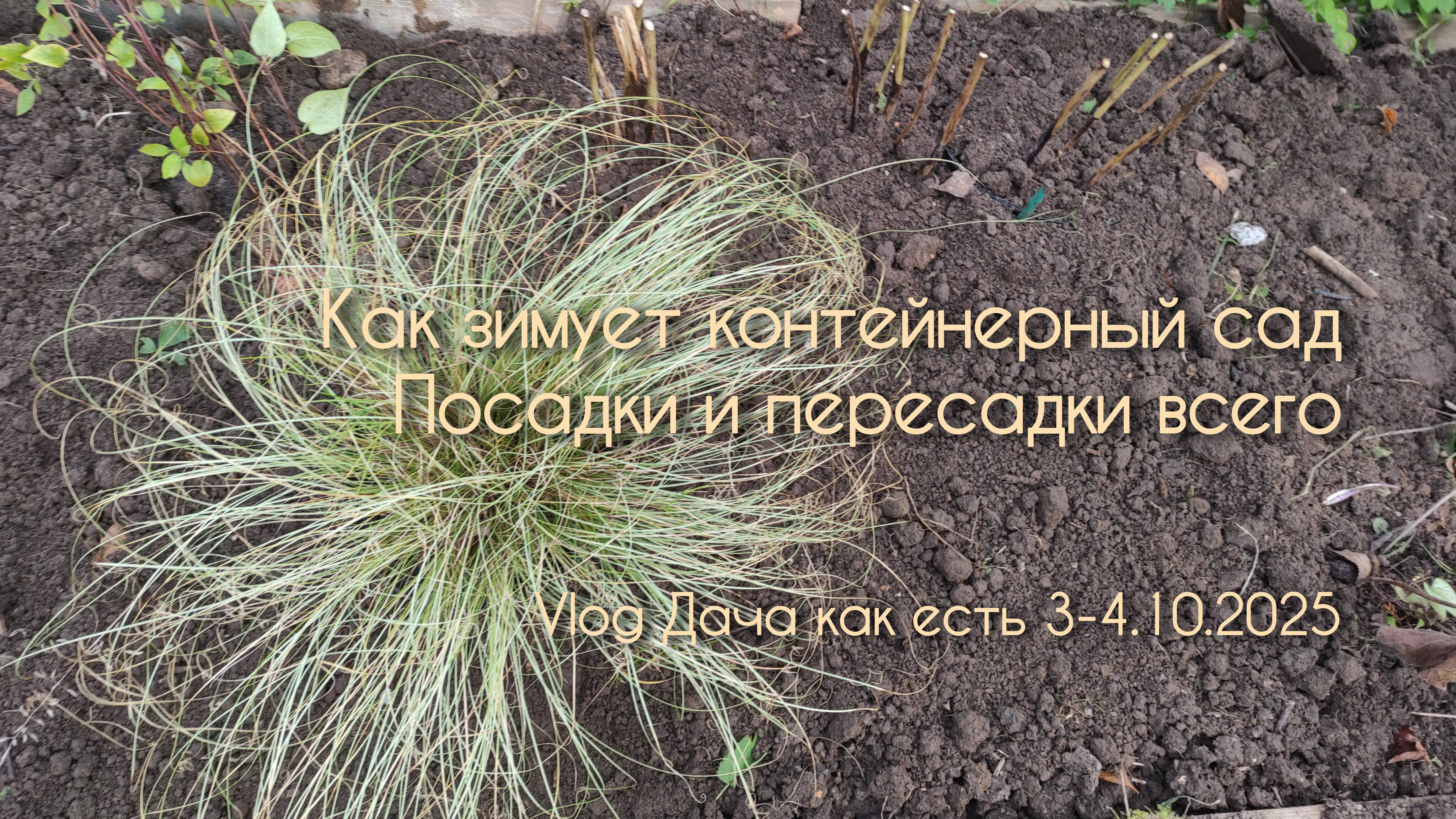 Как зимуют цветы в контейнерах, октябрьские посадки и пересадки / Vlog Дача как есть 3-4.10.2025