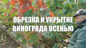 Обрезка и укрытие винограда осенью. Схемы обрезки и формирования плодовых звеньев.