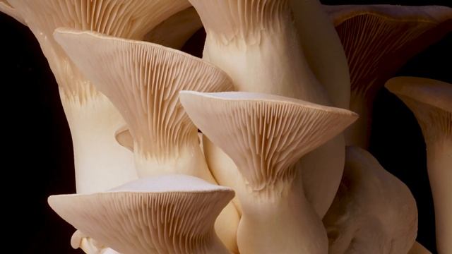 Как растут грибы. Королевская вешенка смотреть онлайн