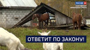 ВЕСТИ 24 Санкт-Петербург от 14.10.2025