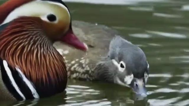 ... Почему утку Мандаринка так назвали....