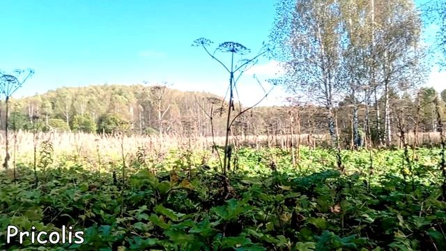 В бывшей деревне Коломиха Вязниковского района 2025 год