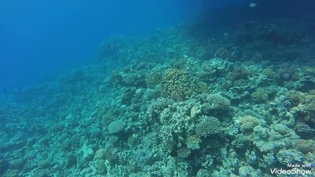 Подводная прогулка в Abu Soma Garden diving Site смотреть онлайн