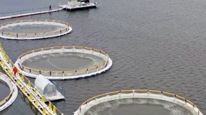 Искусство выращивания форели: от садка до ваших рук