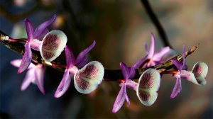 НЕВЕРОЯТНО КРАСИВАЯ ТИБЕТСКАЯ МУЗЫКА ДЛЯ ДУШИ СЛУШАТЬ БЕСПЛАТНО 🎵 УСПОКАИВАЮЩАЯ МУЗЫКА ДЛЯ СНА