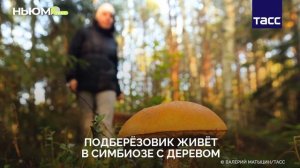 Необычные факты о грибах