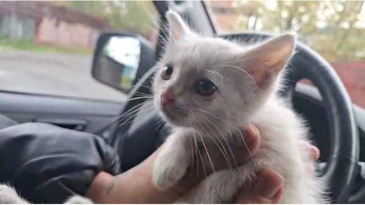 Искали таксу, нашли котёнка в удавке