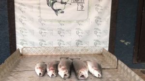 итоговый улов форели
