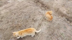 Доброе утро с  кошками❤