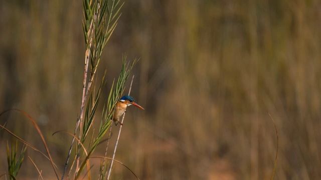 Дикие животные и природа в 4К 8К Full HD смотреть онлайн