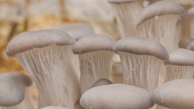 Как растут грибы. Вешенка обыкновенная смотреть онлайн