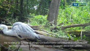 На камеры соседнего с Тульской Калужского заповедника попала цапля
