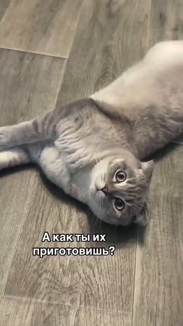 Корм подорожал. Реакция кота.